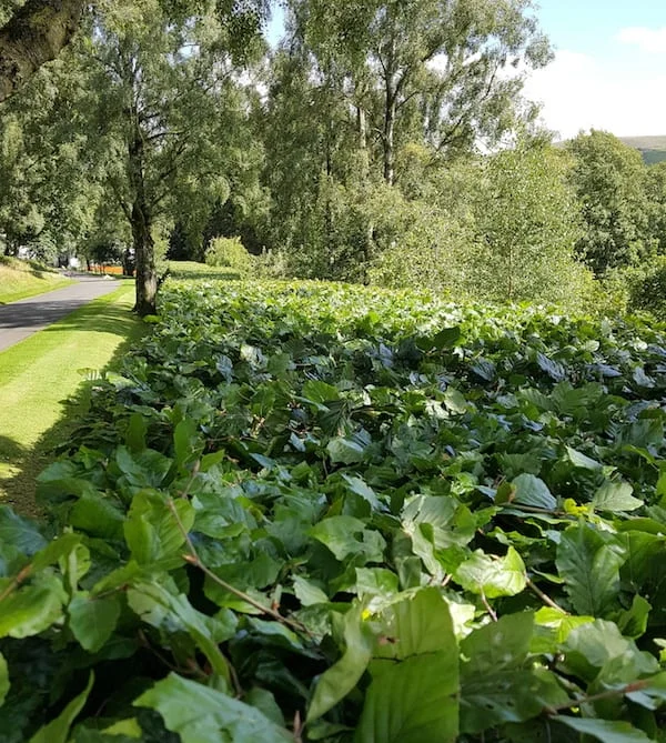 hedge cutting edinburgh
