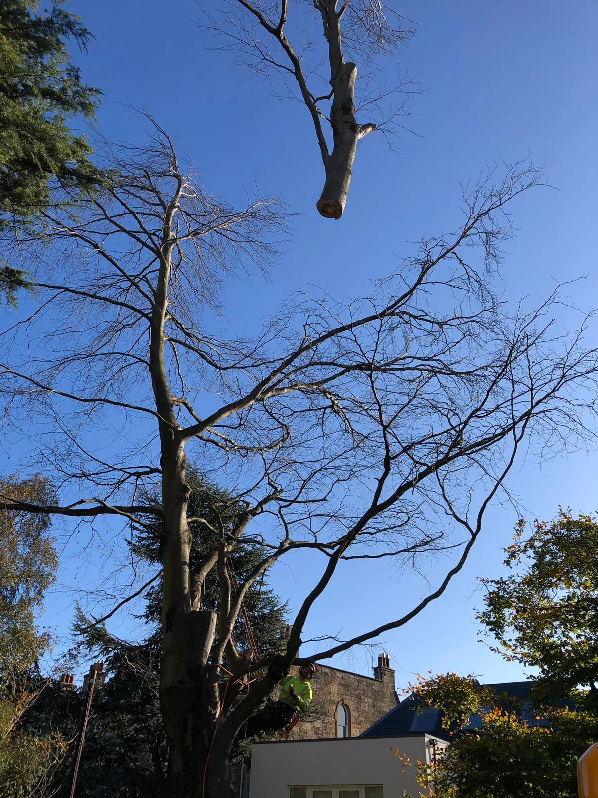 tree surgery with crane