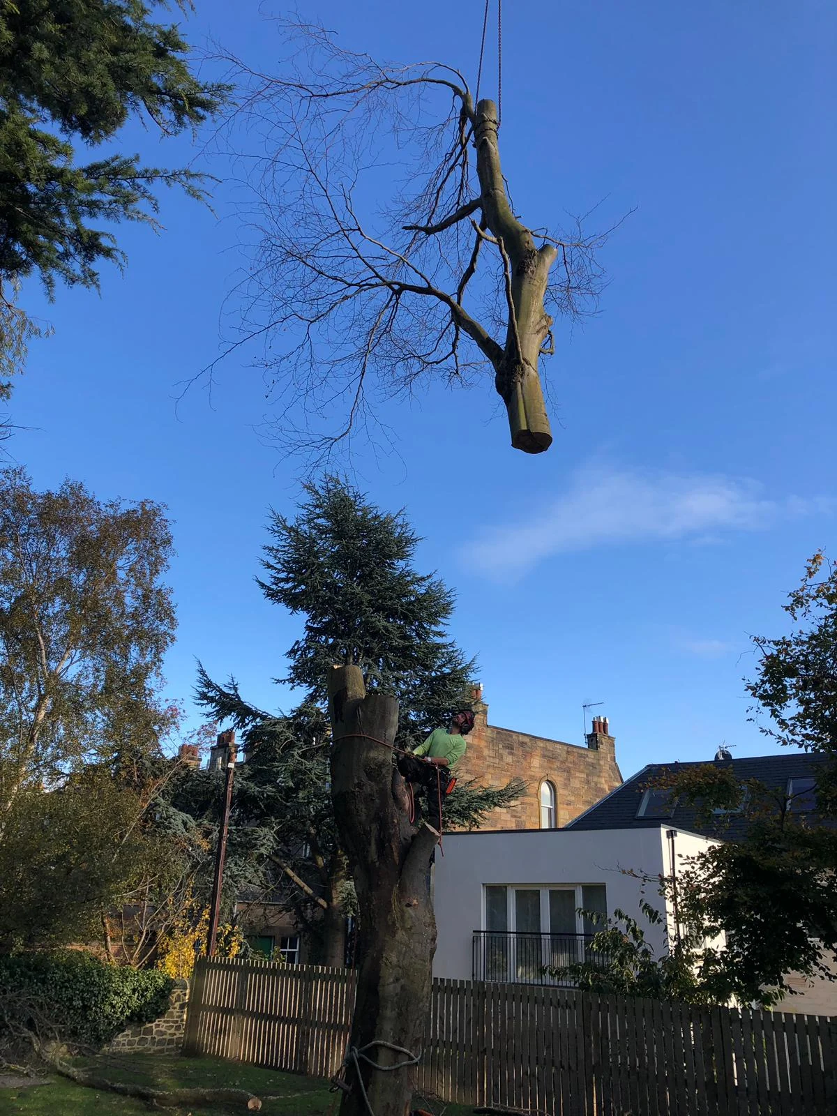 tree removal in edinburgh