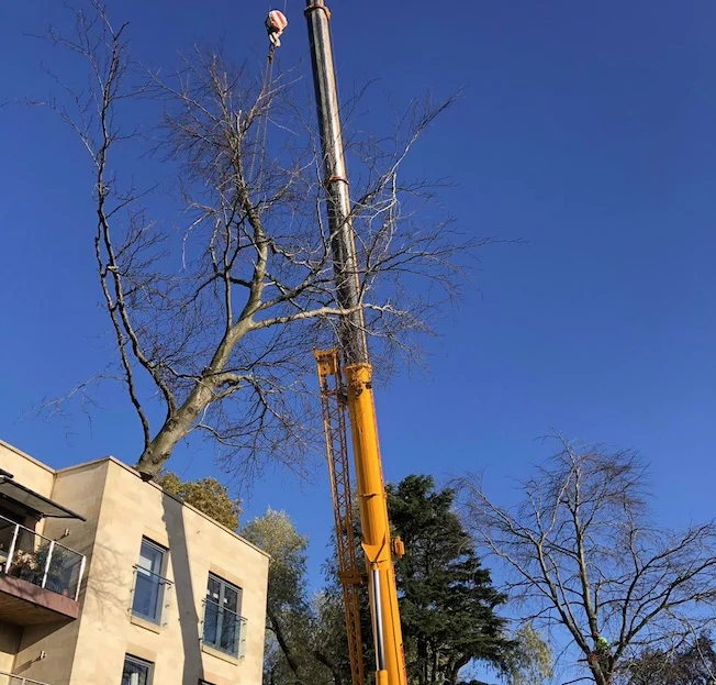 crane removal of beech tree in edinburgh