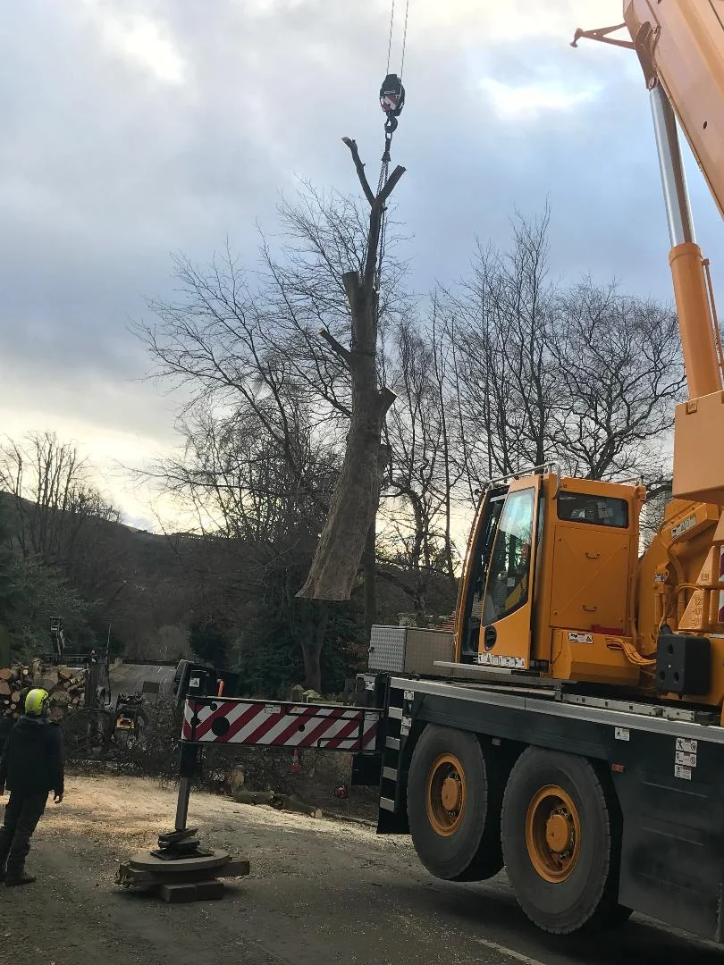 lowering tree with crane in edinburgh