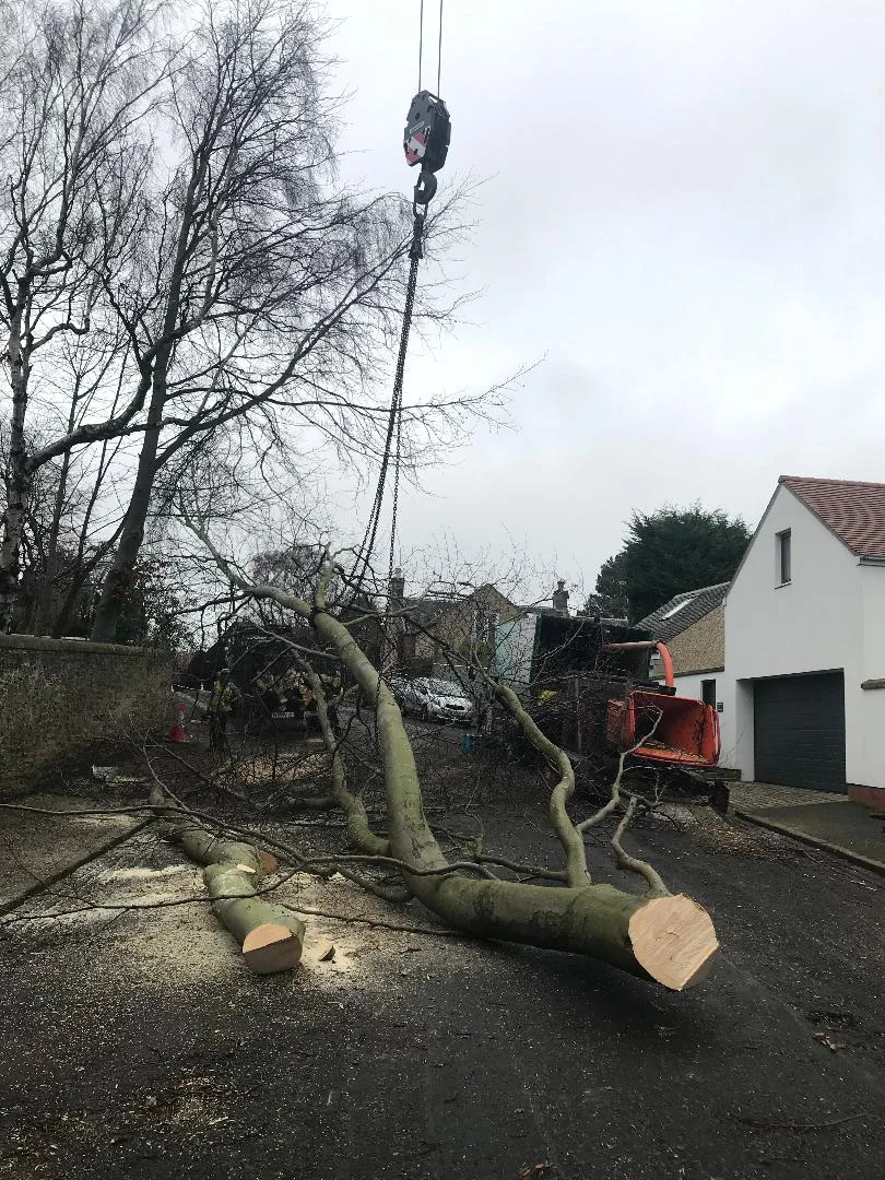 tree removal edinburgh