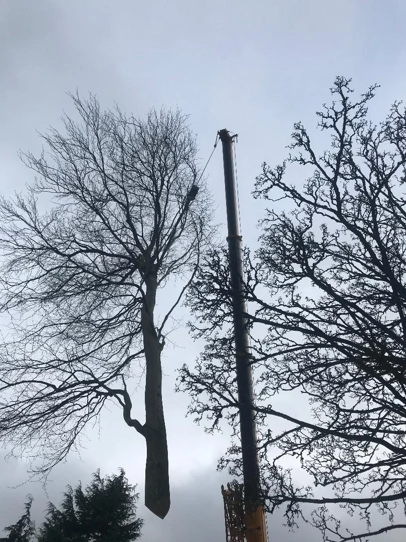 large tree removal with crane
