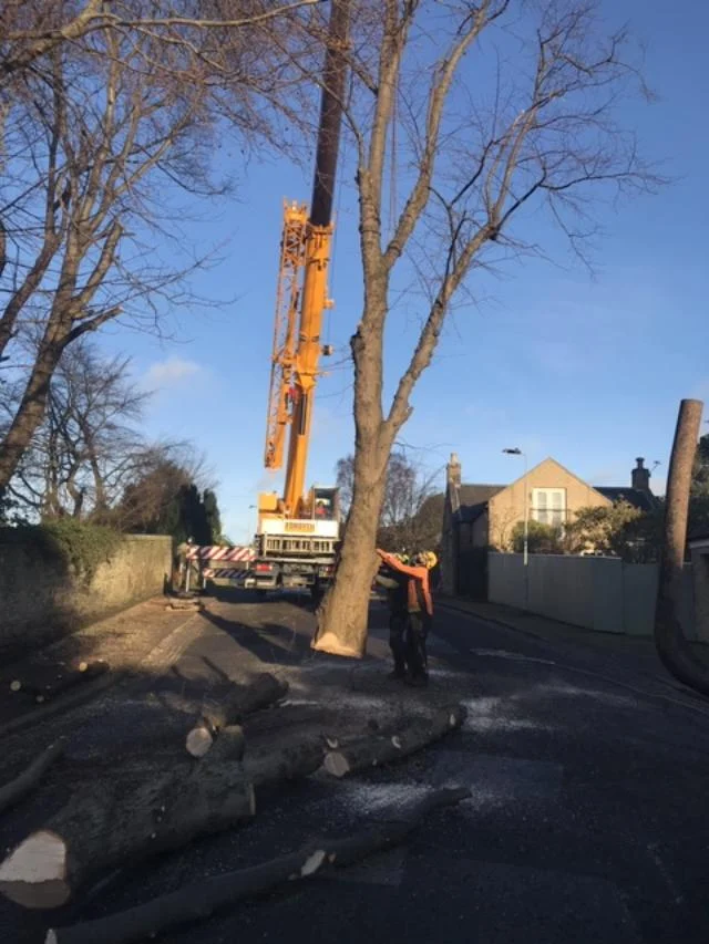 tree removal in edinburgh