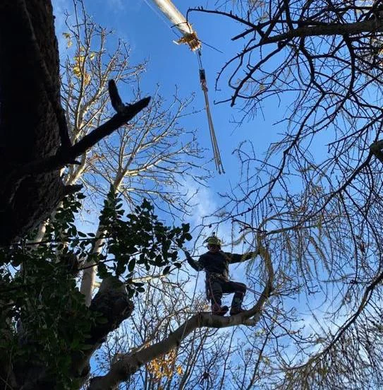 Chestnut tree felling in Edinburgh being carried out by professional tree surgeons.