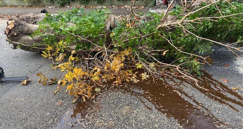 tree felling in Edinburgh using a mobile crane to lift sections of timber onto the road.