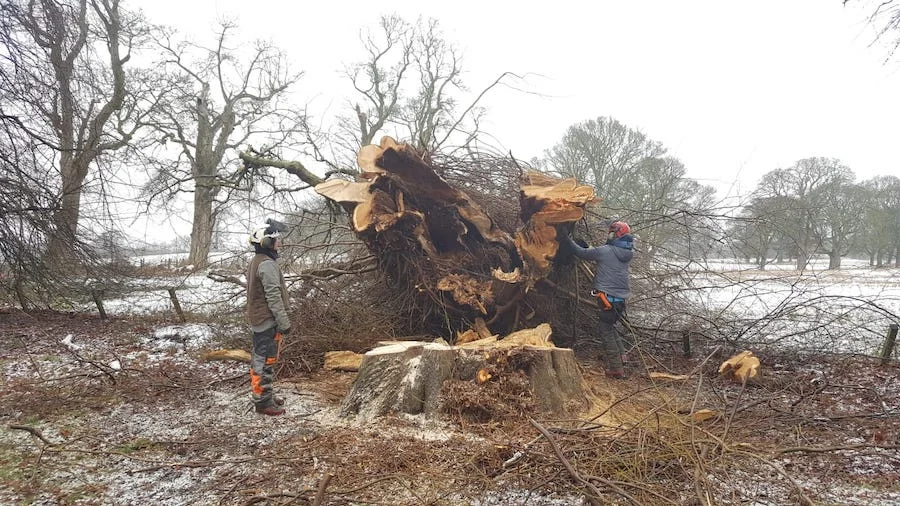 estate tree management