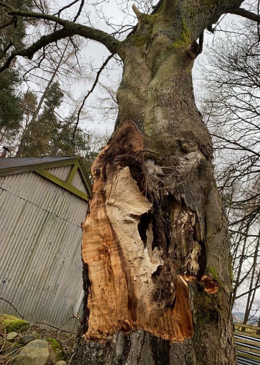 decayed sycamore tree removal in Peebles.