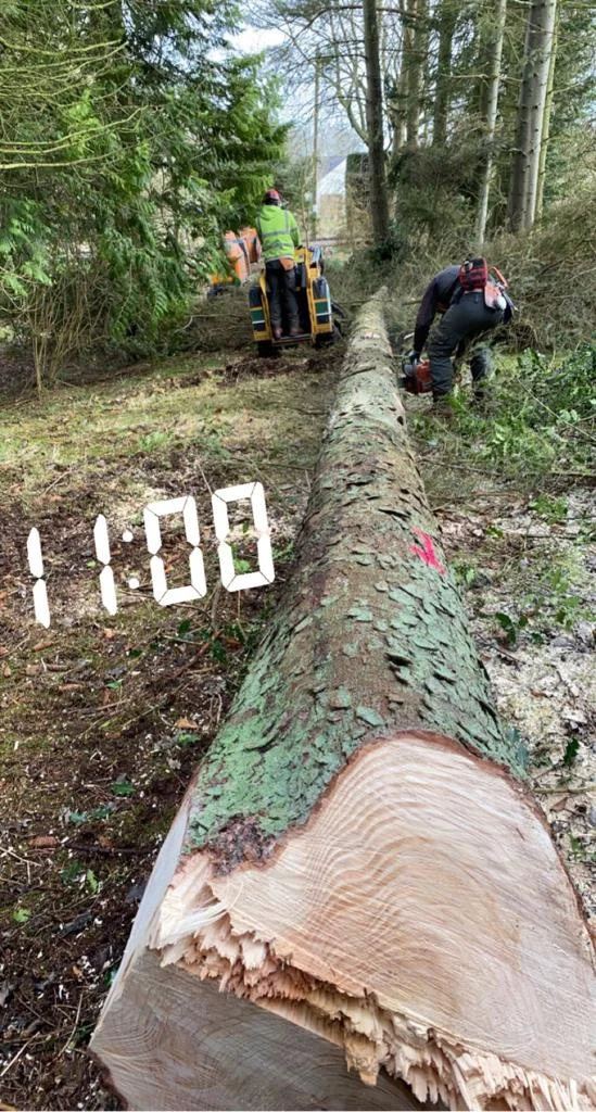 tree felling near penicuik