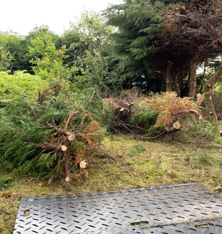 Tree Surgeons felling a conifer hedge near Biggar.