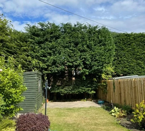 Leylandii hedge cutting in Edinburgh