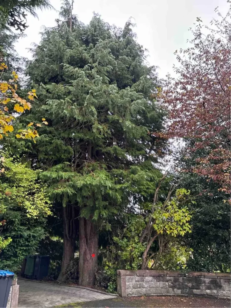 Felling cypress trees in Peebles