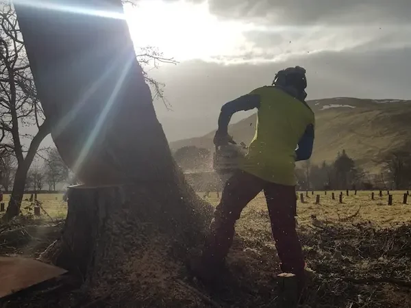 Professional tree surgery services near me